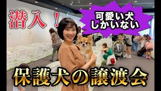 【潜入】家族のいない保護犬たちのリアル！東京の保護犬譲渡会に行ってみた・・・ [upl. by Adlih]