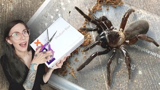 UNBOXING the ANGRIEST Trapdoor Spider Ive ever met [upl. by Hirsh]