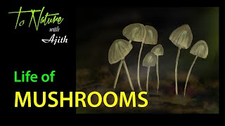 Life of Mushrooms [upl. by Molton468]