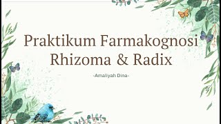 PRAKTIKUM FARMAKOGNOSI  Rhizoma amp Radix Curcumae Rhizoma amp Glycyrrhizae Radix [upl. by Eniamaj]