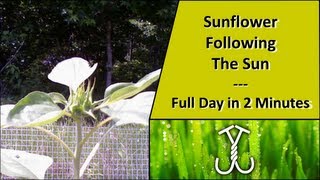 Time Lapse Sunflower Following The Sun  PhototropismHeliotropism [upl. by Earley171]