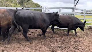 Oakbank Angus Heifers PTIC [upl. by Ennirac]