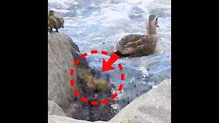 The moment a duckling fell [upl. by Rubens]