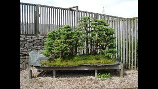 Deciduous beech Nothofagus gunnii [upl. by Oiludbo]