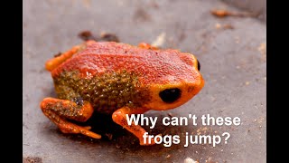 Why cant these frogs jump [upl. by Ravo]