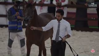 N 161 GHALI AL ZAYED Hail International Arabian Horse Show 2024 Yearling Colts Class 7B [upl. by Benisch]