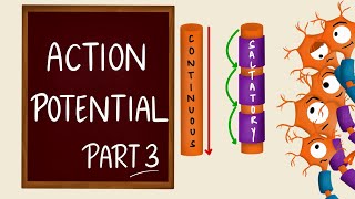 Conduction of nerve impulse  Action Potential Propagation  Saltatory Conduction  Nerve Physiology [upl. by Pegma]