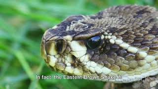 Top 10 Most Venomous Snakes in the World [upl. by Lapham]