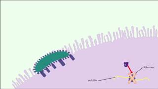 E coli 0157H7 Part 2  Pathogenesis amp Complications [upl. by Talia357]