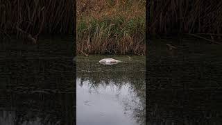 Dead cygnet in the Sankey canal sadly we found one of Cloud and Skyes cygnets dead [upl. by Eberhart]