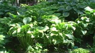 Hosta Garden Video Tours 4 [upl. by Chamberlin885]