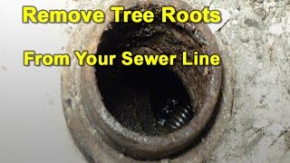 How To Cut amp Remove Tree Roots From Your Sewer Pipes [upl. by Behlke276]