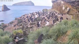 TawakiCam  Erectcrested penguins in Anchorage Bay Antipodes Island [upl. by Atinat]