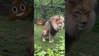 Have you ever seen a lion poop 💩 lion poop shortsvideo [upl. by Rammus976]