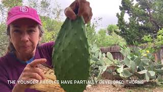 Easily Harvest Nopales Cactus 🌵 Paddles [upl. by Laehpar147]