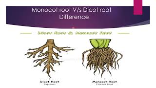 Difference Between monocot and Dicot root [upl. by Theta]