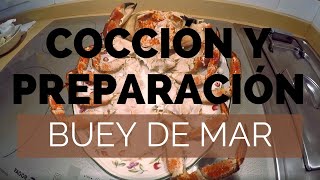 Cocción y preparación de Buey de Mar vivo  Cocinar Buey de Mar 1 [upl. by Imaon]