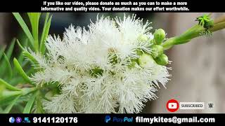 Flowers  138  Narrow leaved paperbark  Melaleuca alternifolia  flowers world [upl. by Ellocin779]