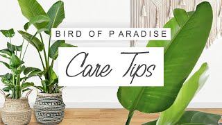 Bird Of Paradise COMPLETE Care Guide 🌱 Tips  Tricks For Strelizia  Plant Tips For Beginners [upl. by Ephrem631]