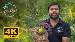 How to grow elephant foot yam in growbags on Rooftop  ഗ്രോ ബാഗിൽ ചേന നടുന്ന രീതി [upl. by Erdua133]