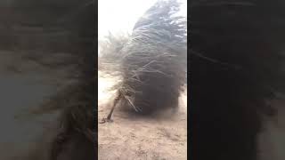 African Crazy Broom Dance  caparan senegal kumbo [upl. by Fernandez687]