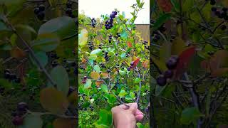 Soon ripe aronia berry chokeberries superfood plants mygarden shorts [upl. by Ruyle153]