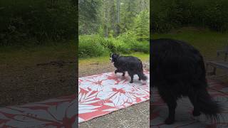 Hunter s martial arts for getting flies 😁yt camping  funny dog bugs [upl. by Lassiter]