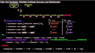 Fatty Acid Synthesis Part 7 of 12  Palmitate Synthesis Summary and Stoichiometry [upl. by Ailed]