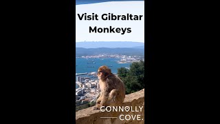 Gibraltar Monkeys  Gibraltar  Gibraltar Holidays  Visit Gibraltar  Things to Do in Gilbraltar [upl. by Gurney]