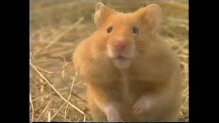 Tots TV  The Happy Hamster 1994 1996 repeat [upl. by Gorton]