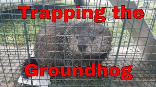 Live Trap and Release of a Groundhog [upl. by Anoit]