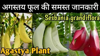 अगस्त्य फूल की समस्त जानकारीAll About Sesbania grandiflora Or Agastya PlantSatyas Green World [upl. by Ahen]