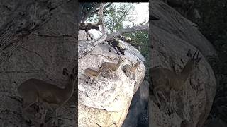 Klipspringers Outsmart Wild Dogs in HighStakes Chase viralvideo animalshorts [upl. by Kisor846]