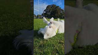 my paradise pets cutedog playful dogtime funny [upl. by Lewis784]