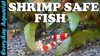 9 AWESOME Nano Fish SAFE for SHRIMP  Shrimp Safe Aquarium Fish [upl. by Gingras]