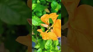 Crossandra infundibuliformis Flower Plant Propagation amp Care plant gardening evergreen india [upl. by Neliac]