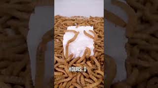 10 000 Mealworms vs STYROFOAM [upl. by Rhea]