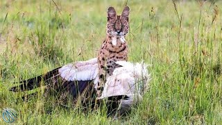 SERVAL ─ The Flying Cat Predator with a Taste for Feathers and Fangs [upl. by Civ]