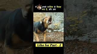 ये कुत्ता अपने मालिक से बिछड़ गया  Dogs is trying to find his Home short [upl. by Aimak]