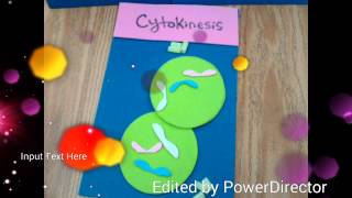 Student work showcase A time lapse look at mitosis [upl. by Athelstan]