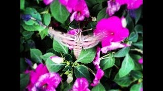 The FiveSpotted Hawkmoth Close Up humming bird moth  Tomato Hornworm Wisconsin [upl. by Ainesell353]