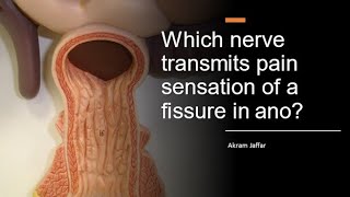 Which nerve transmits pain sensation of a fissure in ano [upl. by Barthol]