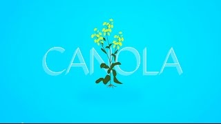 What is Canola [upl. by Cayser]