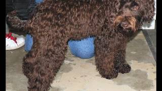 Royal Diamond Labradoodles Prince Edward at 55 months oldwmv [upl. by Kironde]