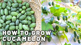 How to grow Cucamelon in a small space in shade  Harvest and taste test Mini Mexican cucumbers [upl. by Yelyah]