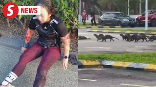 KK jogger recounts otter attack public urged to be cautious [upl. by Earezed828]