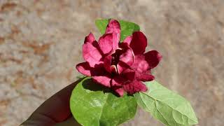 Sweetshrub Calycanthus floridus and hybrids  Plant Identification [upl. by Hartnett]