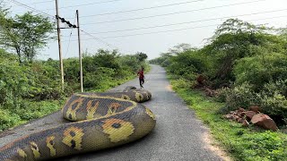 Anaconda Snake 7 In Real Life HD Video  TB Films [upl. by Ellennahs]