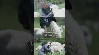 Small frugal and cuddly – Valais blacknose sheep [upl. by Havener]