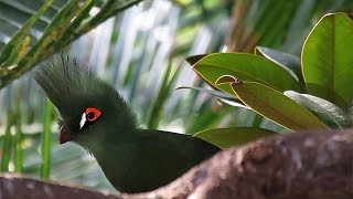 Guinea Turaco Tauraco persa buffoni  Buffons Turaco Subspecies [upl. by Ziladnerb]